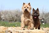 CAIRN TERRIER 235